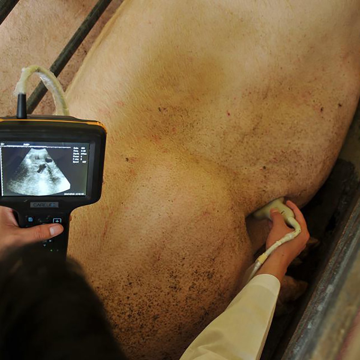 Portable Veterinary Ultrasound Scanner Machine Waterproof NEUVU31